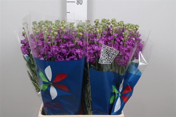 <h4>Matth Iron Purple</h4>