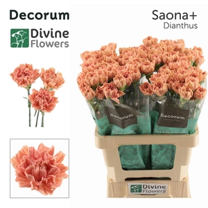 Dianthus ST 'Saona'