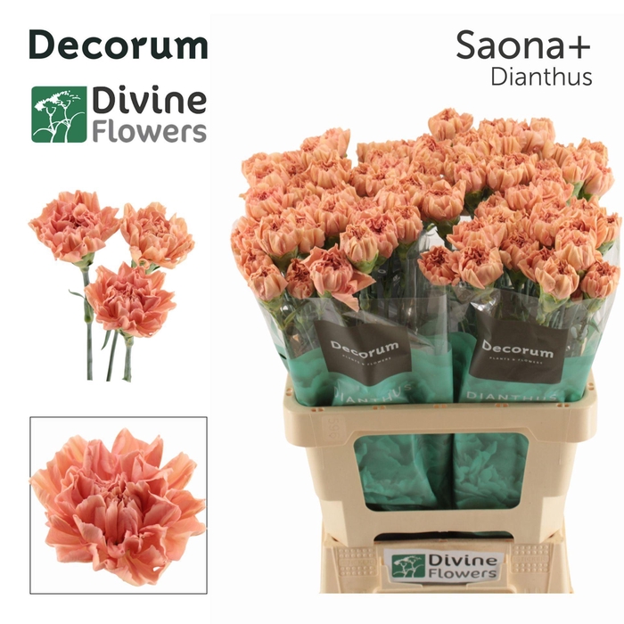 <h4>Dianthus ST 'Saona'</h4>