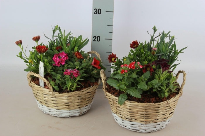 <h4>ARR TUINPLANTEN</h4>