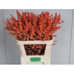 ILEX VE WINTER GOLD