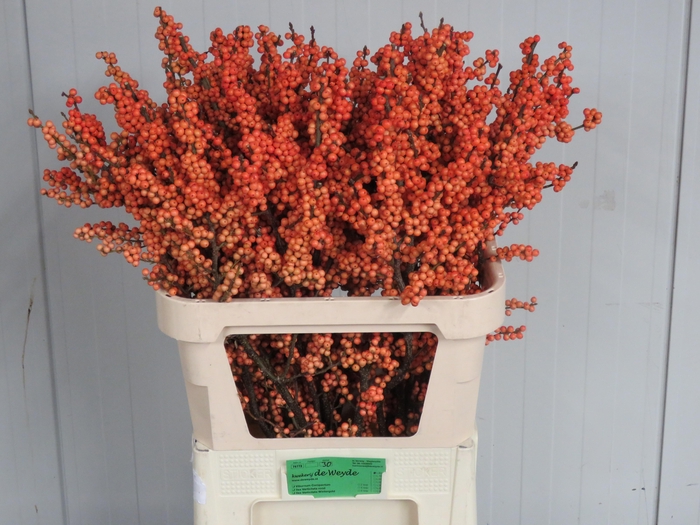 <h4>ILEX VE WINTER GOLD</h4>