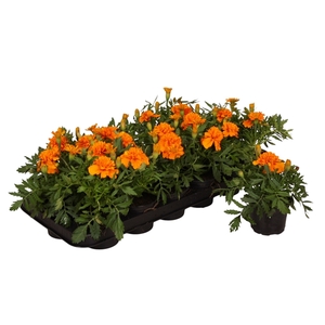 Tagetes oranje p9