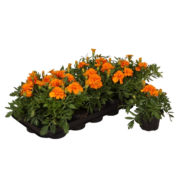 <h4>Tagetes oranje p9</h4>