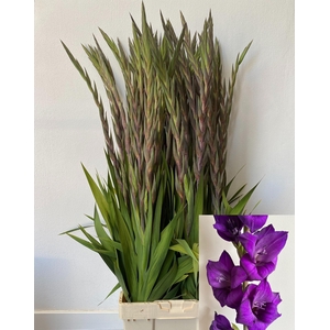 GLAD GR PURPLE FLORA