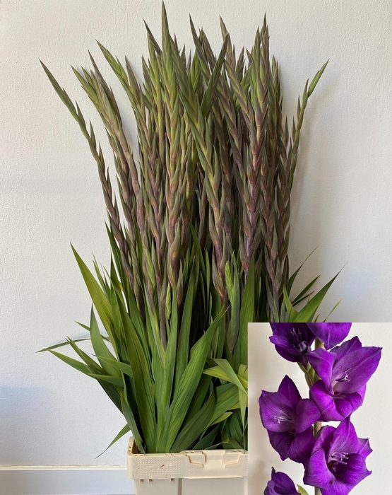 <h4>GLAD GR PURPLE FLORA</h4>