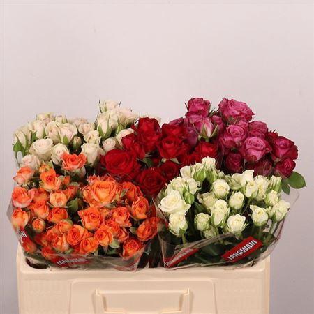 <h4>R Tr Gem In Fust</h4>