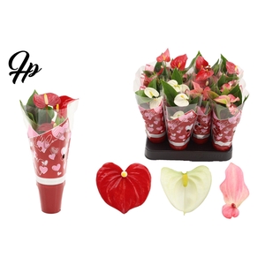 Anthurium 6 cm 3 color mix in Couture hearts sleeve
