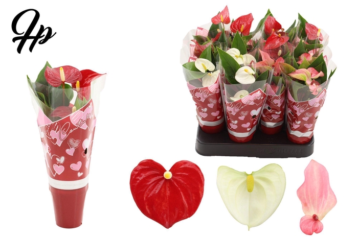 <h4>Anthurium 6 cm 3 color mix in Couture hearts sleeve</h4>