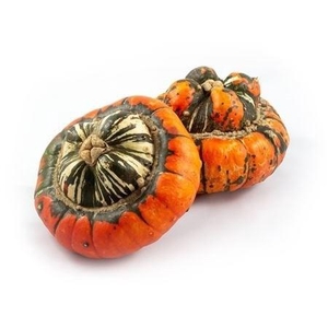 CUCURBITA PEPO