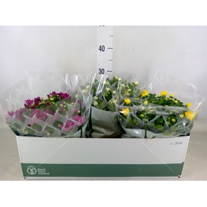 Chrysanthemum   ..mix 5