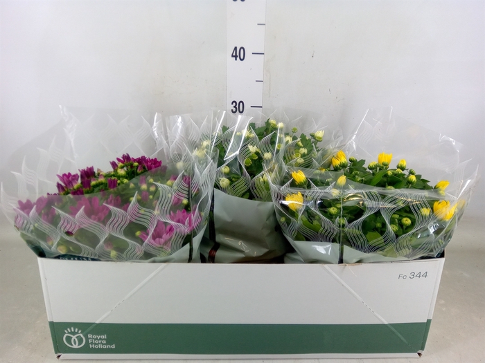<h4>Chrysanthemum   ..mix 5</h4>