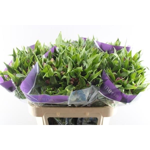 Alstr Casanova (cerise)