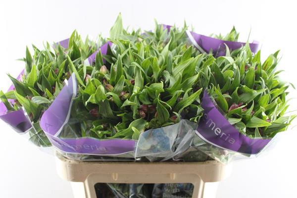 <h4>Alstr Casanova (cerise)</h4>