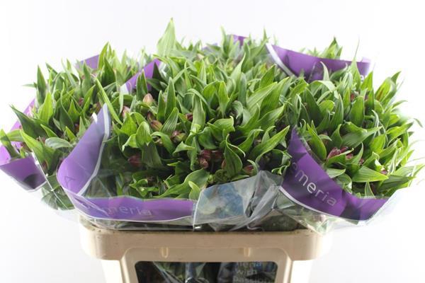 <h4>Alstr Casanova (cerise)</h4>