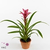 Guzmania Freya Luxe Keramiek (Decorum)