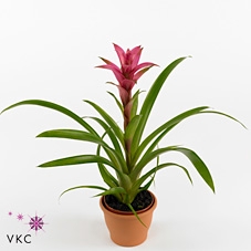 Guzmania Freya (Decorum)