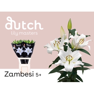 Li Or Zambesi 5+ Bredefleur