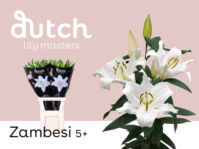<h4>Li Or Zambesi 5+ Bredefleur</h4>