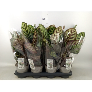 Calathea makoyana