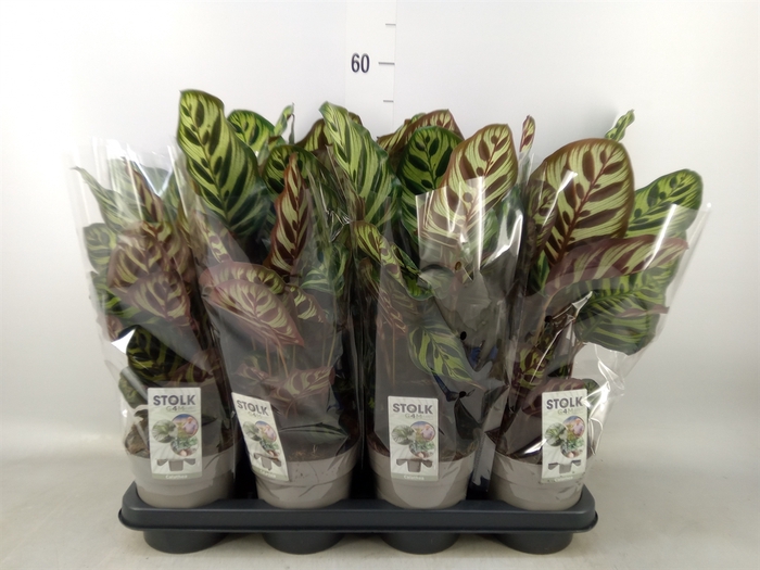 <h4>Calathea makoyana</h4>