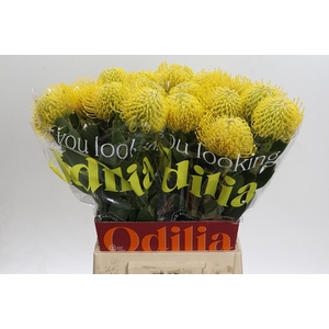 Nutans Ayoba Saffron