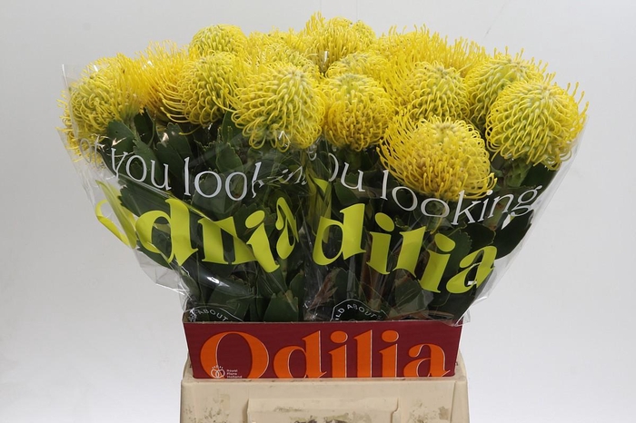 <h4>Nutans Ayoba Saffron</h4>