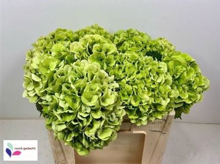 <h4>Hydr M Crystal Palace Green</h4>