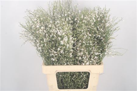 <h4>Ginster White Per Bunch</h4>