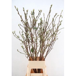 MAGNOLIA SUPERBA 140CM