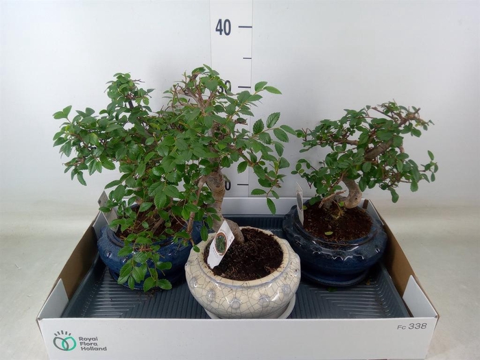 <h4>Bonsai   ...mix</h4>