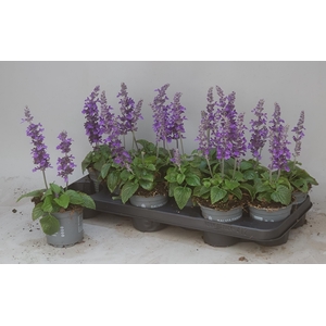 SALVIA MYS SPIRES BL