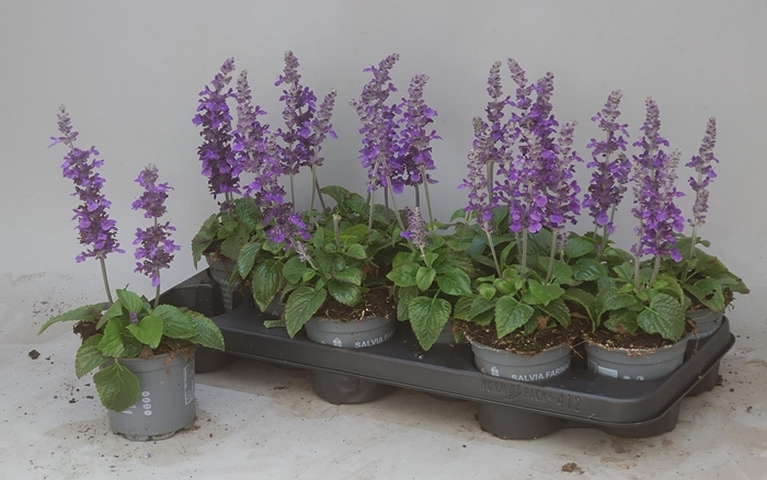 <h4>SALVIA MYS SPIRES BL</h4>