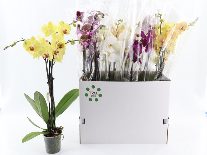 <h4>PHAL GEM 7 KL</h4>