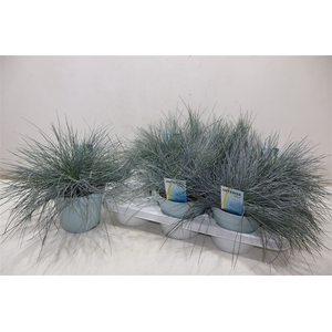 Fest Gl Intense Blue