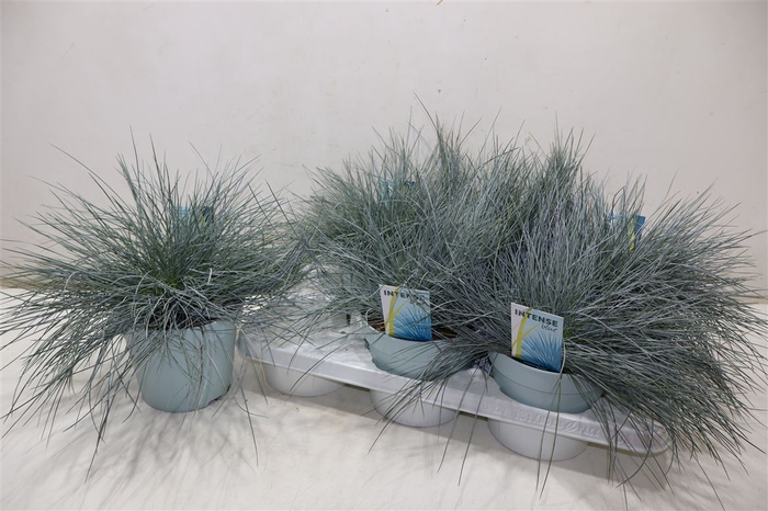 <h4>arr8 Fest Gl Intense Blue</h4>