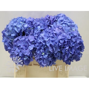 Hydrangea bela blue