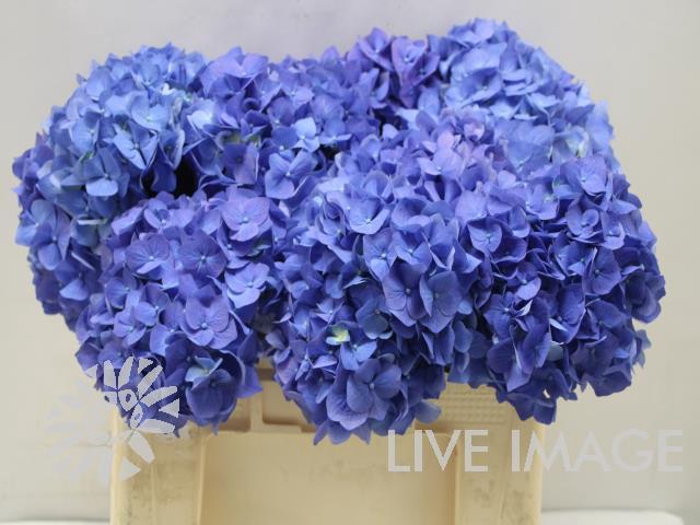 <h4>Hydrangea bela blue</h4>