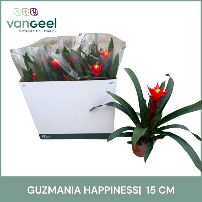 BROMELIA OV