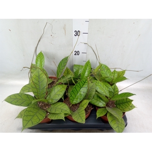 Hoya callistophylla 'KAL 16'