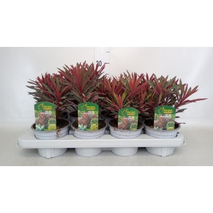 Euphorbia  'Miners Merlot'