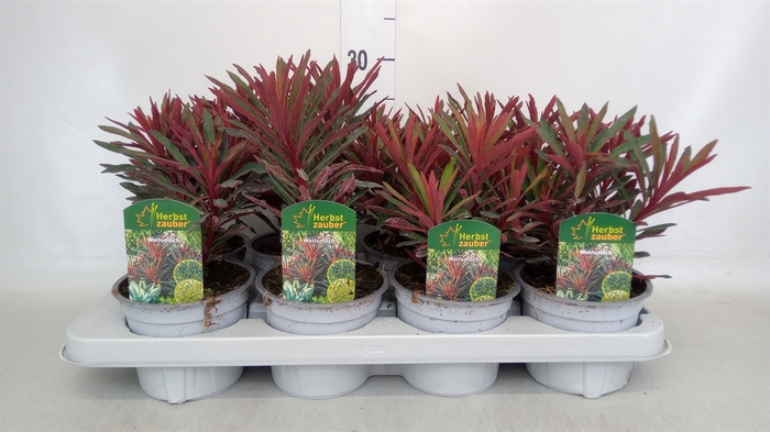 <h4>Euphorbia  'Miners Merlot'</h4>