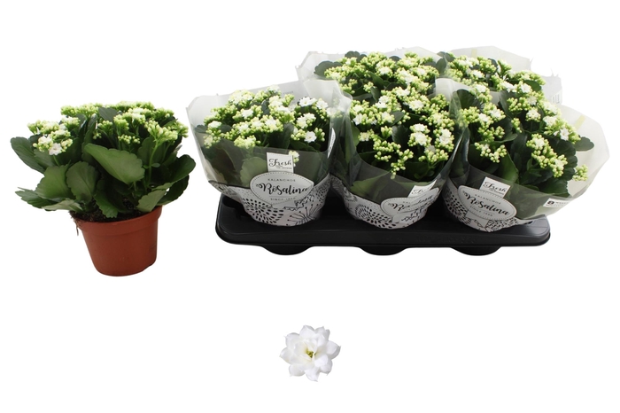 <h4>KAL GE DON DIONE</h4>