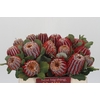 Banksia Coccinea