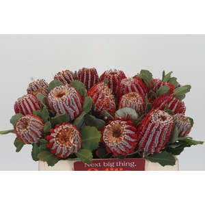 Banksia Coccinea