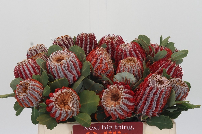 <h4>Banksia Coccinea</h4>