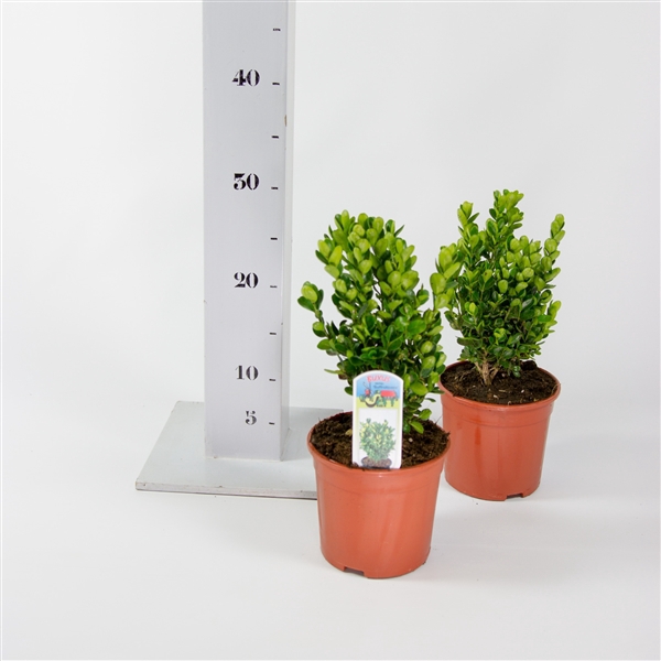 <h4>Buxus sempervirens 'Suffruticosa' 15-20cm struik</h4>