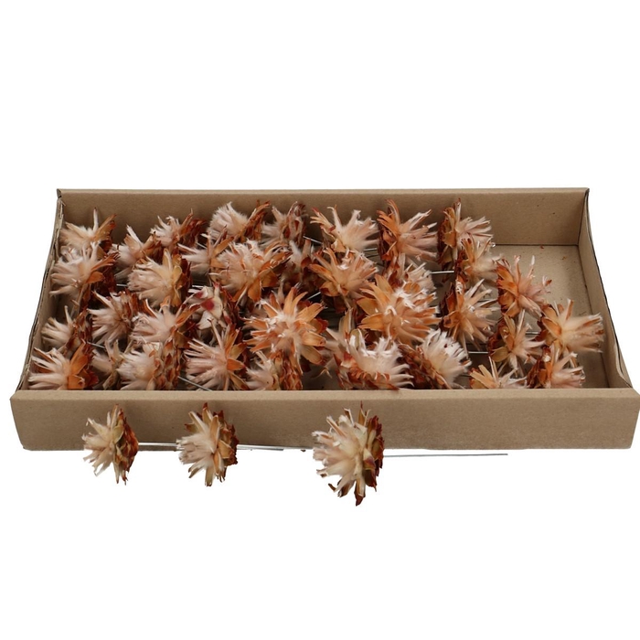 <h4>Dennenappels Plumosum/draad x40</h4>