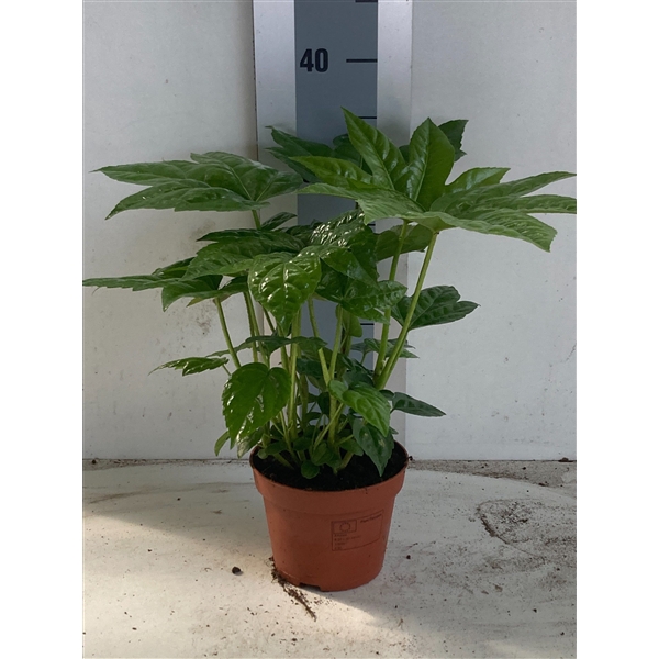 <h4>Fatsia</h4>