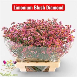 Lim Sin Blush Diamond